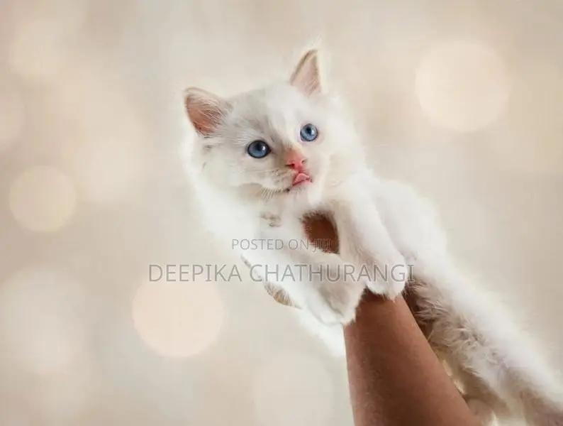 Persian Kitten