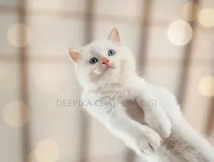 Persian Kitten