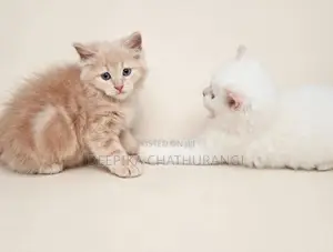 Persian Kitten