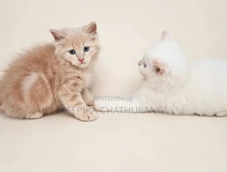 Persian Kitten