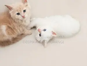 Persian Kitten