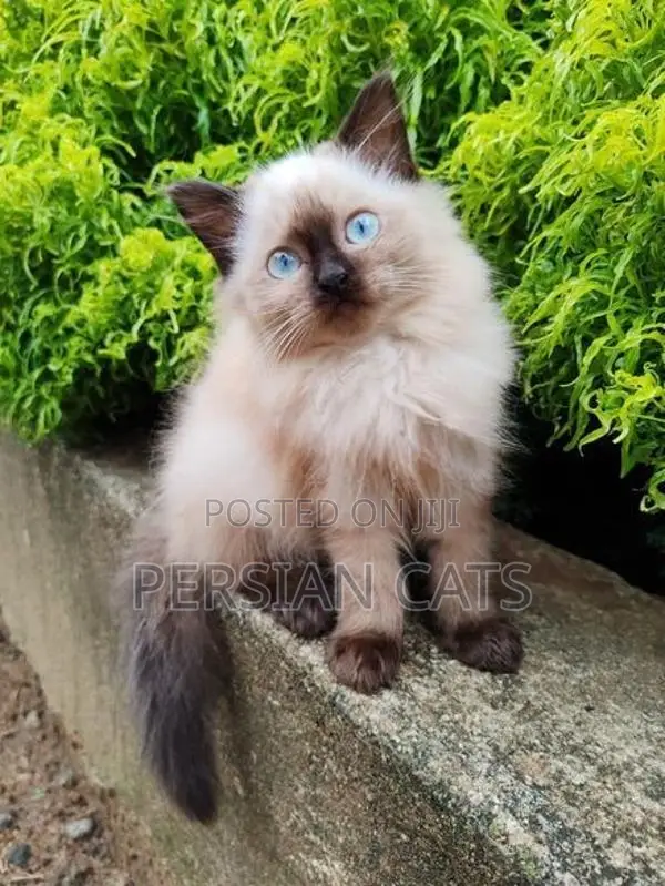 Persian Cat