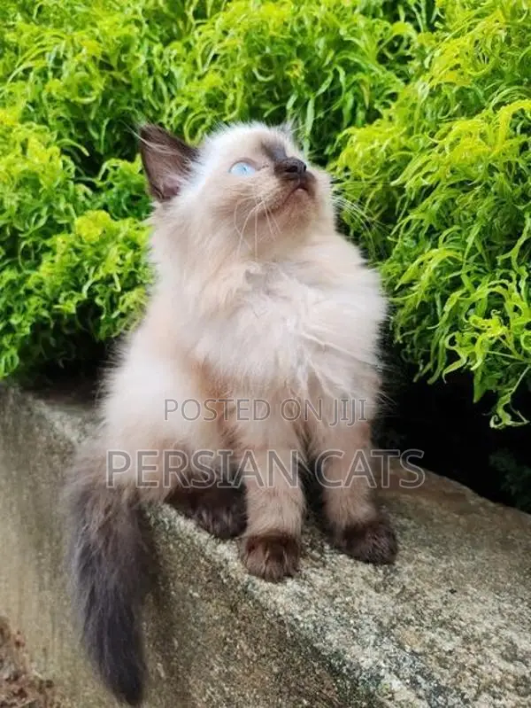 Persian Cat
