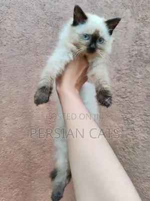 Persian Cat