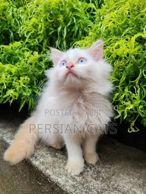 Persian Cat