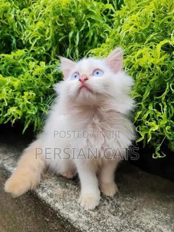Persian Cat