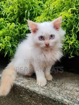 Persian Cat