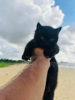 Persian Cat