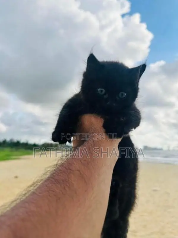 Persian Cat