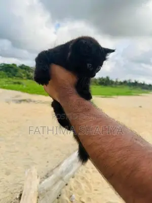 Persian Cat