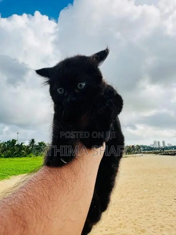 Persian Cat