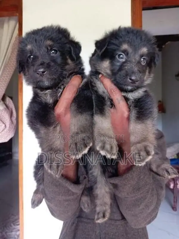 German Shepherd Long Coat Puppy