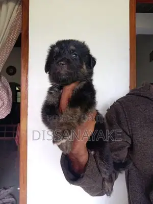 German Shepherd Long Coat Puppy