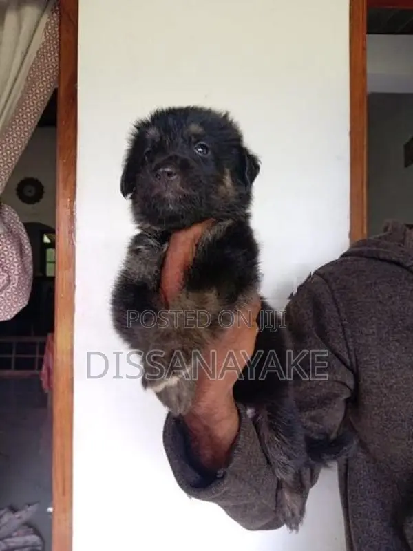 German Shepherd Long Coat Puppy