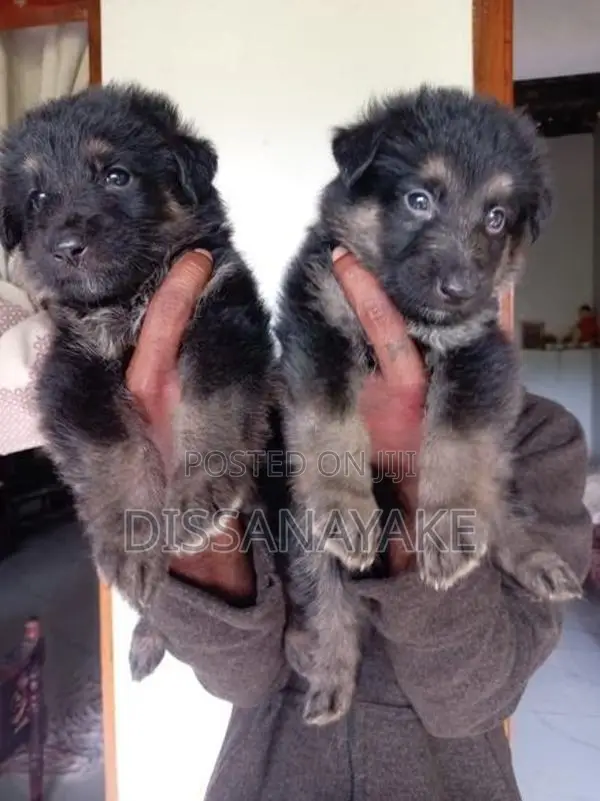 German Shepherd Long Coat Puppy