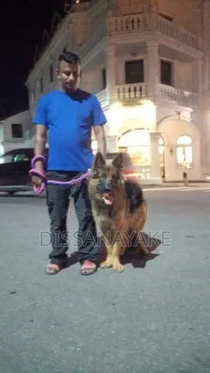 German Shepherd Long Coat Puppy