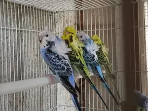 Helicopter Birds