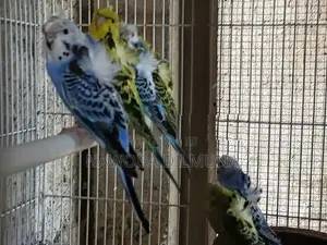 Helicopter Birds