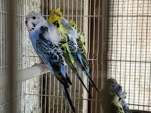 Helicopter Birds