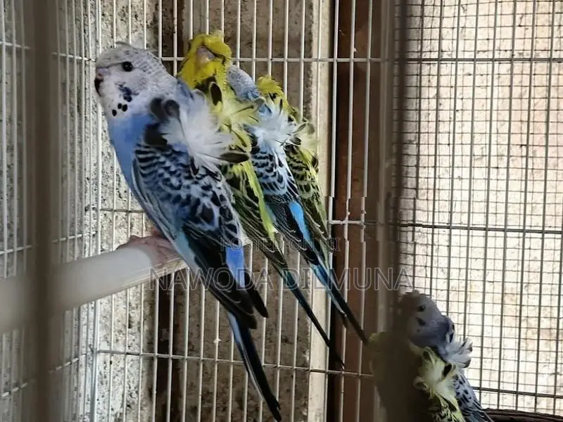 Helicopter Birds
