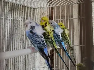 Helicopter Birds