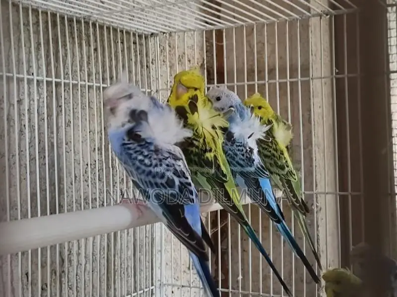 Helicopter Birds