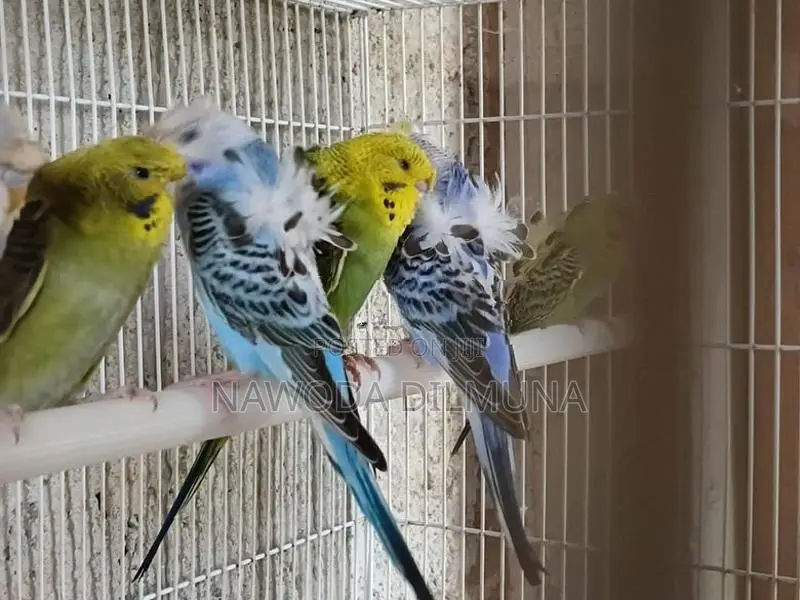 Helicopter Birds