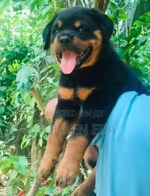 Rottweiler Puppy