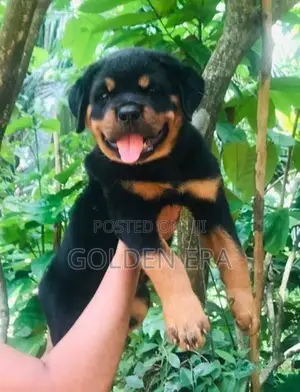 Rottweiler Puppy
