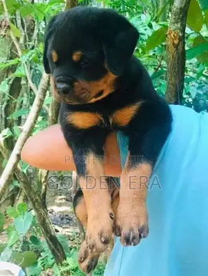 Rottweiler Puppy