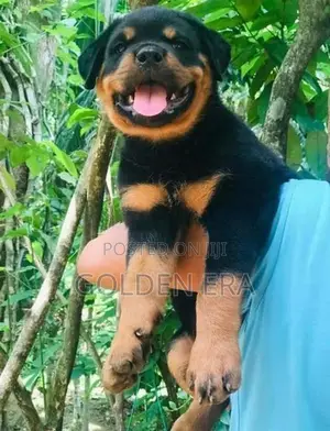 Rottweiler Puppy