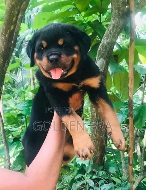 Rottweiler Puppy