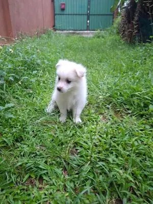 Lion Pomeranian Puppies