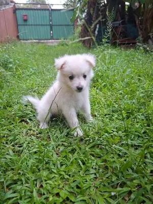 Lion Pomeranian Puppies