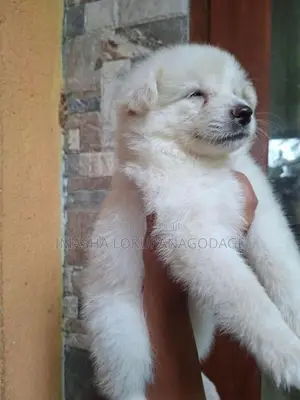 Lion Pomeranian Puppies
