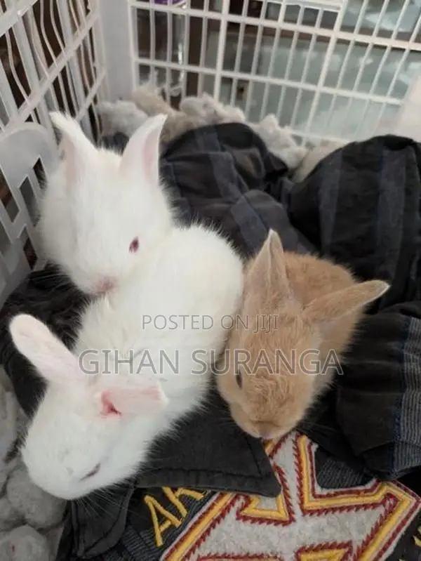 Rabbit