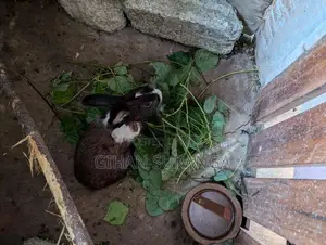 Rabbit