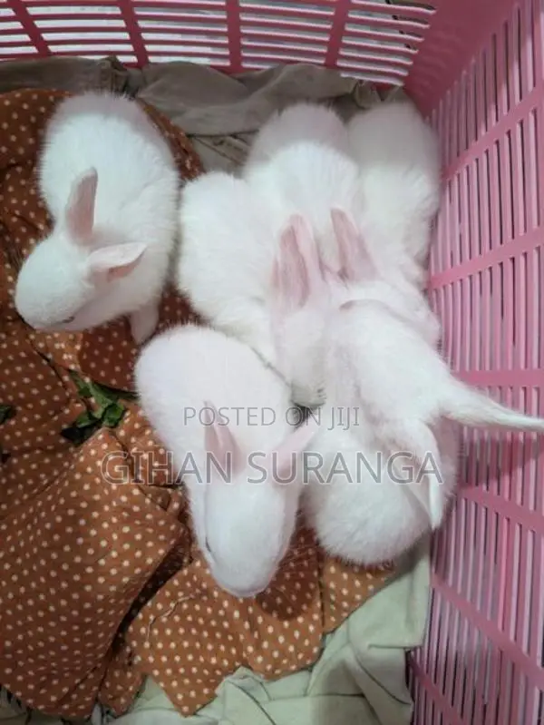 Rabbit