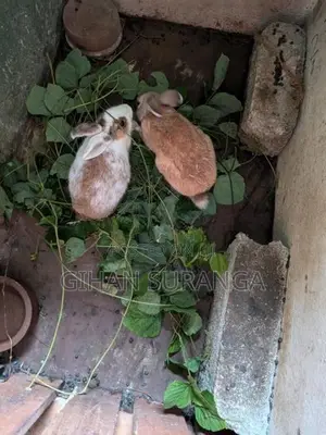 Rabbit