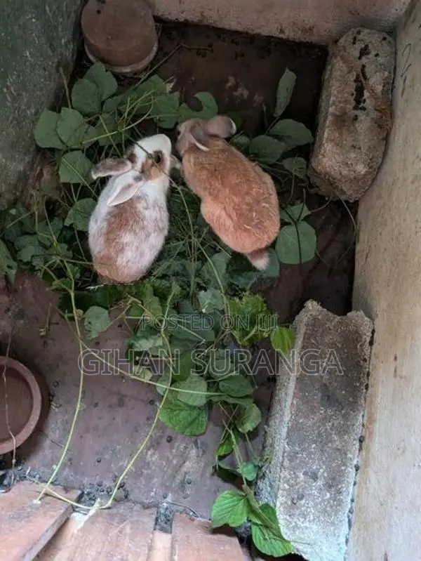 Rabbit