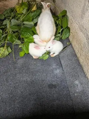 Rabbit