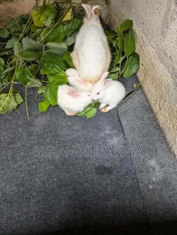 Rabbit