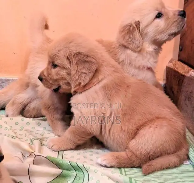 Golden Retriever Puppies