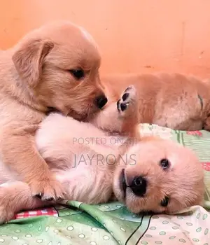 Golden Retriever Puppies