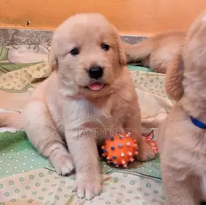 Golden Retriever Puppies