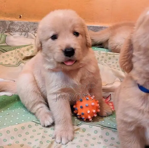 Golden Retriever Puppies