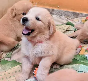Golden Retriever Puppies