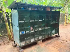 Love Birds Cage