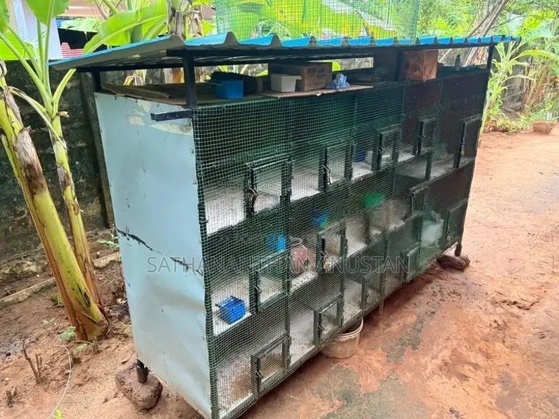 Love Birds Cage