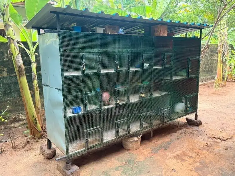Love Birds Cage